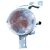 BLINKER RE.          MINI, passend für 45809 185939059